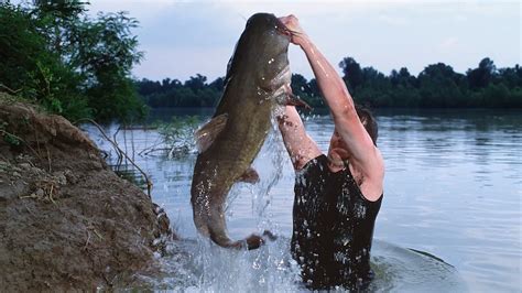 noodlenag|Catfish Noodling 101 .